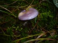 Cortinarius salor image