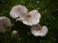 Tricholoma pardalotum image