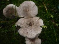 Tricholoma pardalotum image