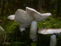 Tricholoma pardalotum image