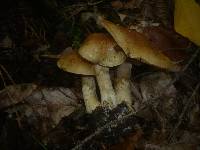 Cortinarius cephalixus image