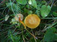 Hygrocybe insipida image