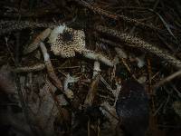 Lepiota felina image