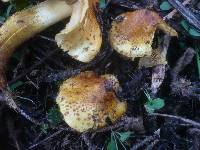 Pholiota limonella image