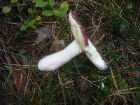 Russula badia image