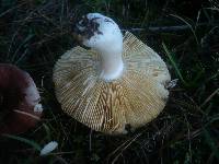 Russula cessans image