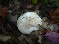 Tricholoma portentosum var. lugdunense image