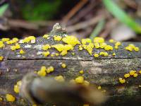 Dacrymyces stillatus image