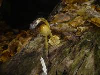 Bolbitius titubans var. olivaceus image