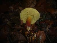 Boletus pruinatus image