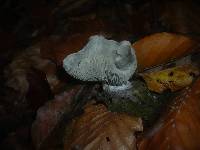 Clitocybe odora image