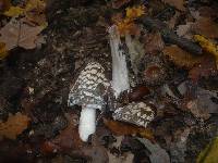 Coprinopsis picacea image