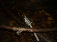 Coprinopsis picacea image