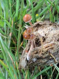 Psilocybe coprophila image