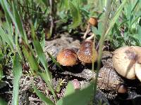 Psilocybe coprophila image