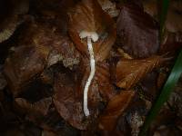 Hygrophorus unicolor image