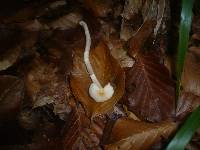 Hygrophorus unicolor image