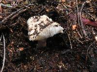 Tricholoma vernaticum image