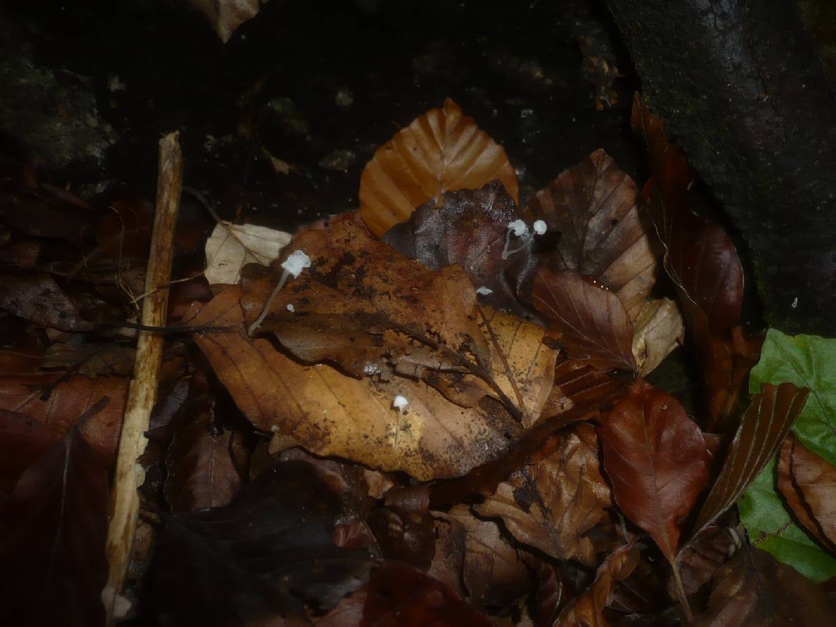 Mycena capillaris image