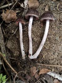 Psathyrella bipellis image