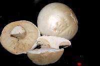 Image of Leucopaxillus lepistoides