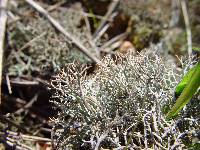 Cladonia rangiformis image