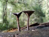 Arrhenia epichysium image