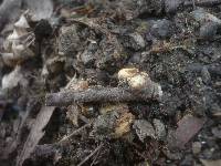 Rutstroemia bolaris image