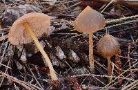 Entoloma holoconiotum image