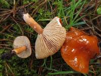 Lactarius subflammeus image