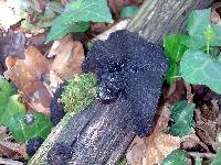Exidia truncata image