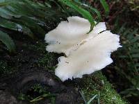 Pleurotus populinus image