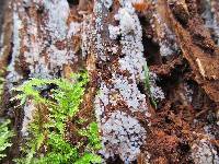 Ceratiomyxa fruticulosa var. fruticulosa image