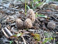 Morchella snyderi image