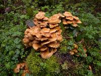 Kuehneromyces mutabilis image