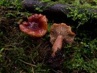 Lactarius substriatus image