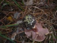 Cortinarius calochrous var. haasii image