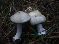 Cortinarius fraudulosus image