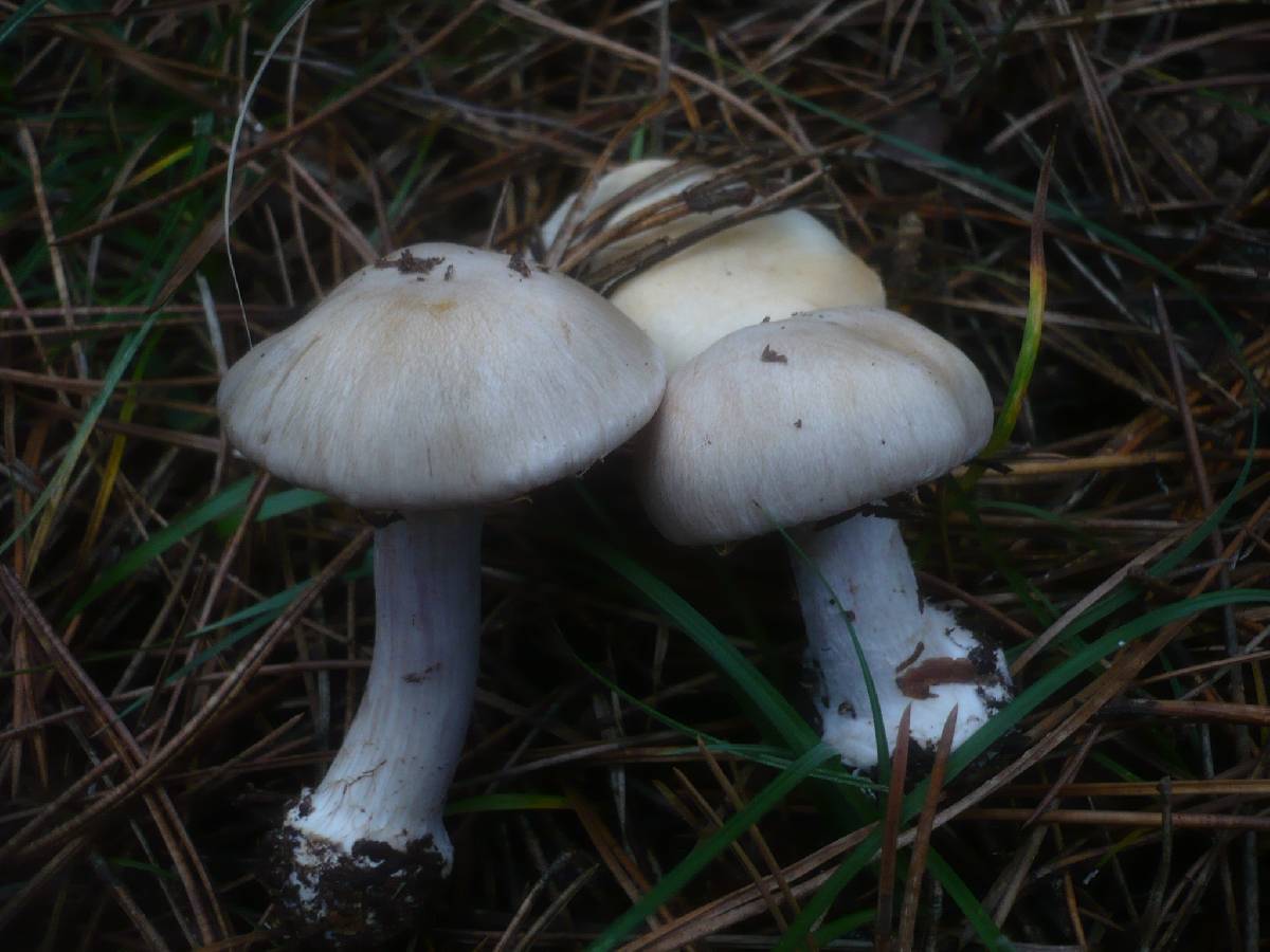 Cortinarius fraudulosus image