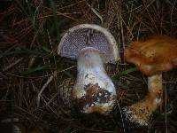 Cortinarius glaucopus image