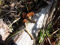 Conocybe rugosa image