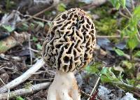 Morchella esculentoides image