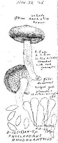 Phylloporus rhodoxanthus image