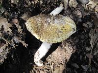 Amanita vernicoccora image