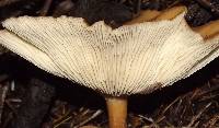 Clitocybe squamulosa image