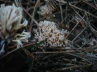 Ramaria gracilis image