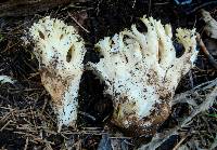 Ramaria rasilispora image