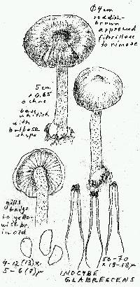 Inocybe glabrescens image