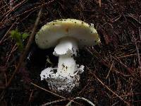 Amanita vernicoccora image