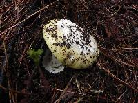 Amanita vernicoccora image